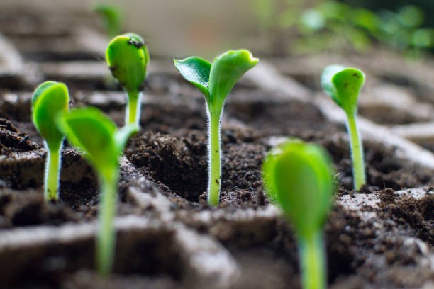 Fördelarna med en odlingslåda: Hur du kan dra nytta av att odla växter i en kontrollerad miljö