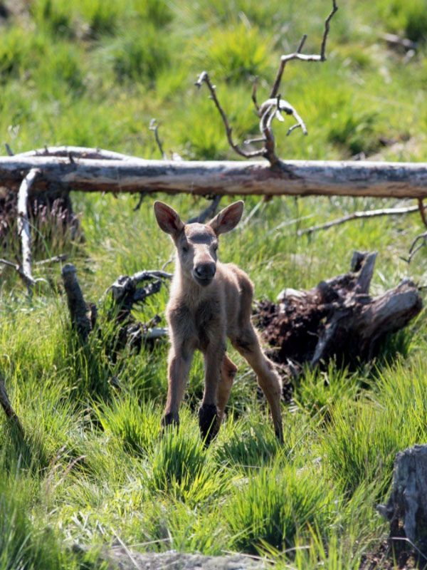 Moosepark  nära möten med skogens konung i småland