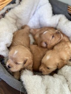 Maltipoo  liten sällskapshund med stor personlighet